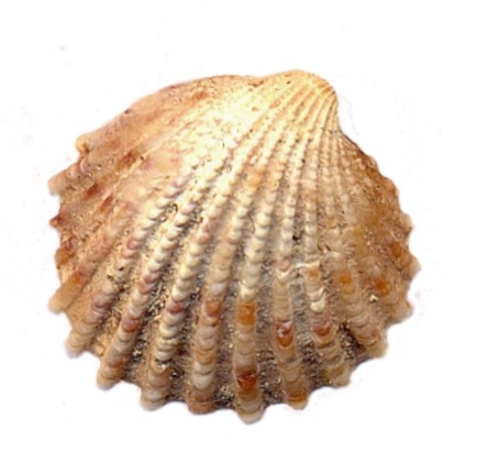 isole Kerkena Chama Parvicardium Mytilaster